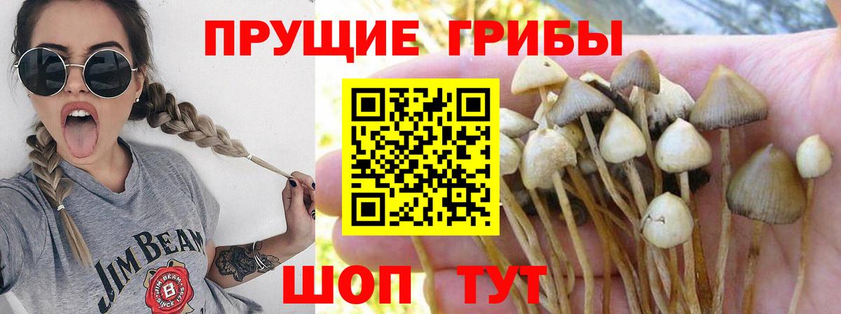 Псилоцибиновые грибы прущие грибы Зима
